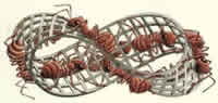 Topology